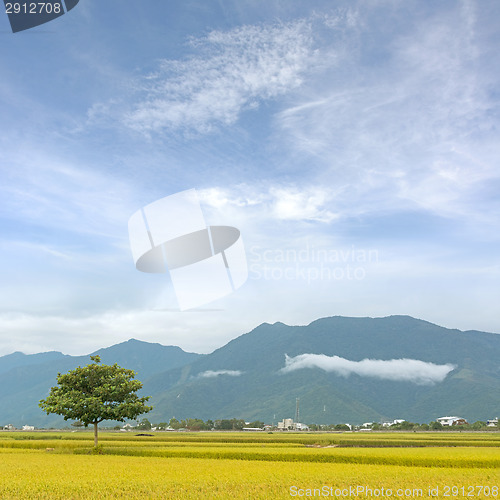Image of golden paddy rice farm