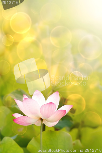 Image of lotus