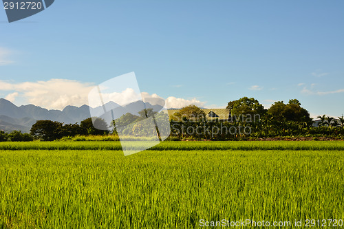 Image of Rice farm in country