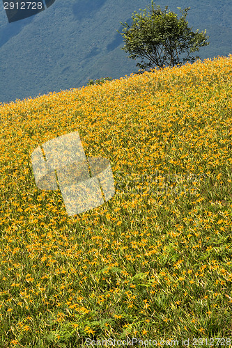 Image of Field of tiger lily