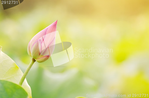 Image of Morning lotus