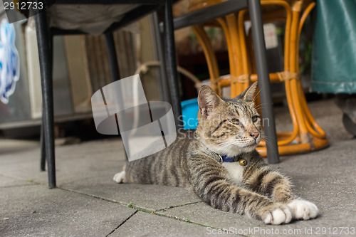 Image of Cat lying to rest.