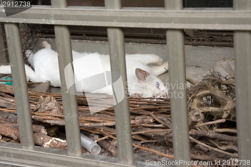 Image of cat at window