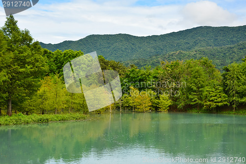 Image of Forest at Hualien