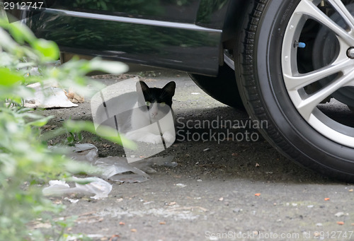 Image of cat under car