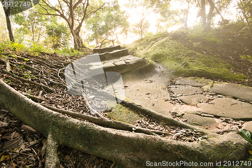 Image of Forest pathway with stairs