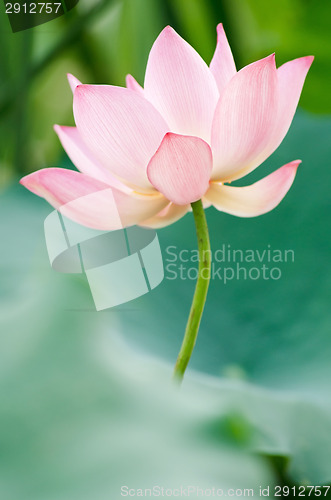 Image of Lotus flower