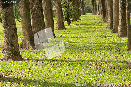 Image of Walkway in Park