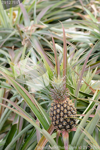 Image of Pineapple farm 