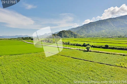 Image of Rice farm in country