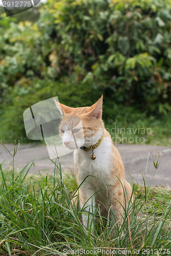 Image of Cat sitting on the grass.