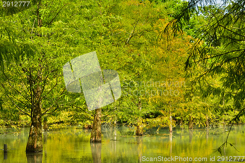 Image of Forest at Hualien