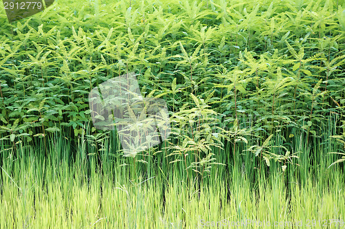 Image of Fresh tea bushes