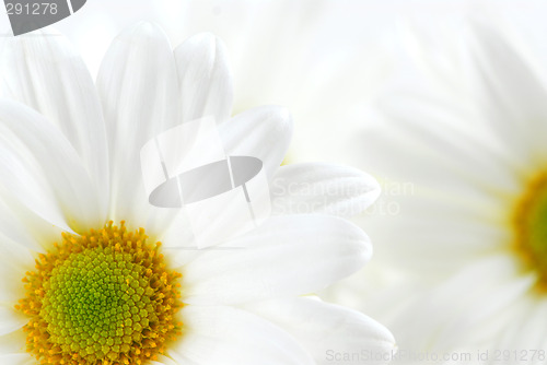 Image of White daisies