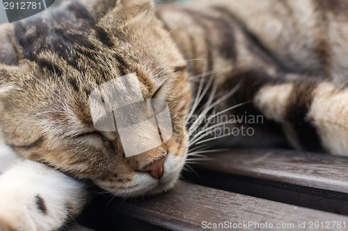 Image of Cat sleep on a chair.