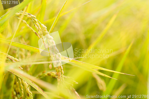 Image of Golden paddy rice farm