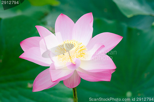 Image of Lotus flower