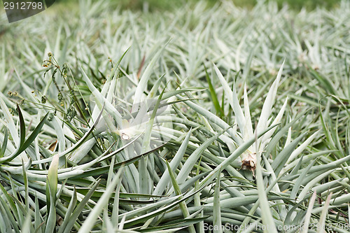 Image of Pineapple farm after harvest