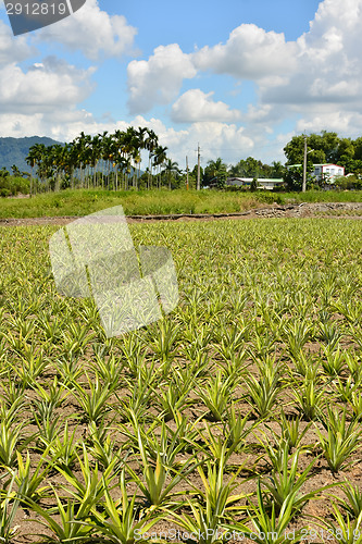 Image of Pineapple farm