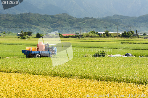 Image of Golden rural scenery