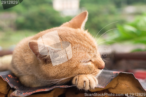 Image of Cat resting on the roof.