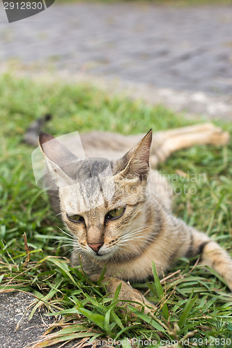 Image of Tabby cat lying on the grass.