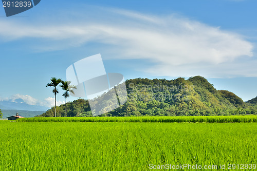 Image of Rice farm in country