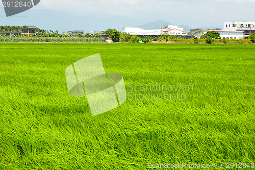 Image of Rice farm in country