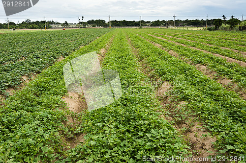 Image of Cultivated land