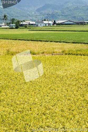 Image of Golden rural scenery