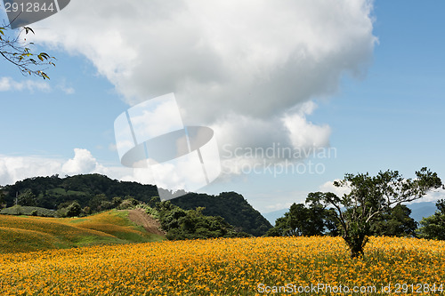 Image of Field of tiger lily