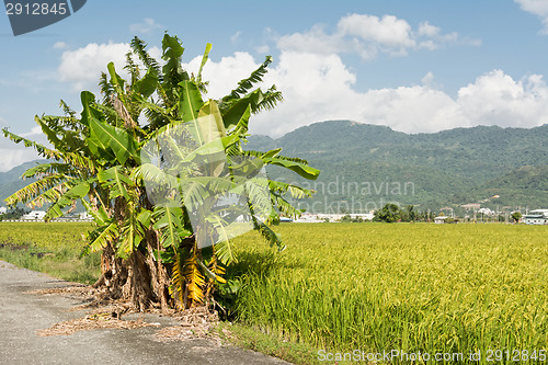 Image of Rural scenery with banana tree