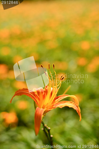 Image of Tiger lily