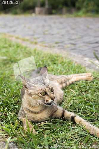 Image of Tabby cat lying on the grass.