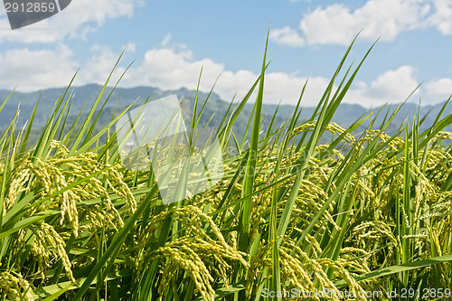 Image of Rural scenery of paddy