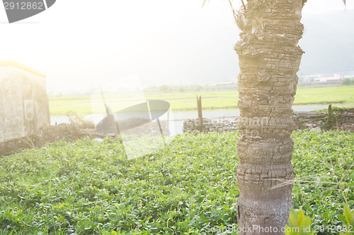 Image of Garden in village