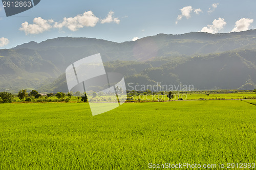 Image of Rice farm in country