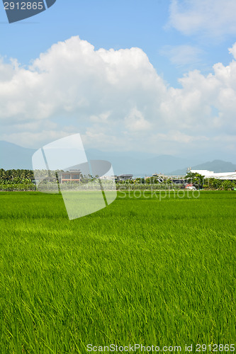 Image of Rice farm in country