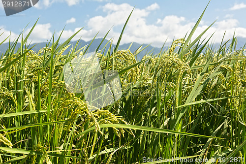 Image of Rural scenery of paddy