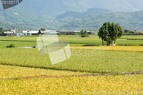 Image of Golden rural scenery