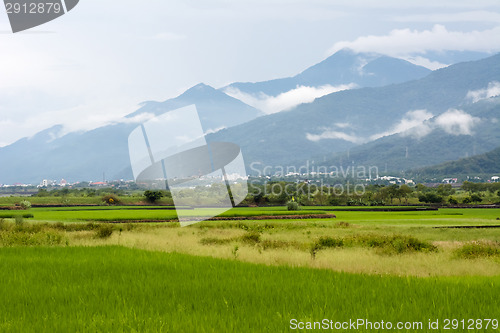 Image of Rice farm in country