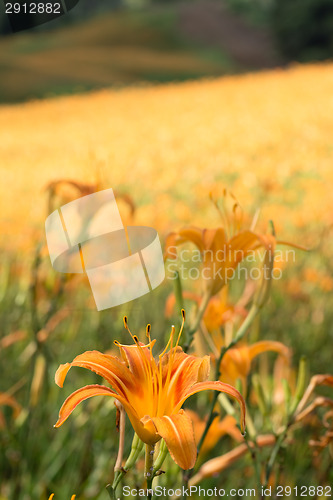 Image of Field of tiger lily