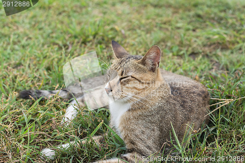 Image of Tabby cat lying on the grass.