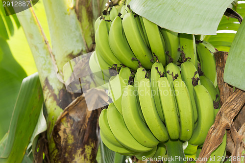 Image of Bunch of ripening bananas