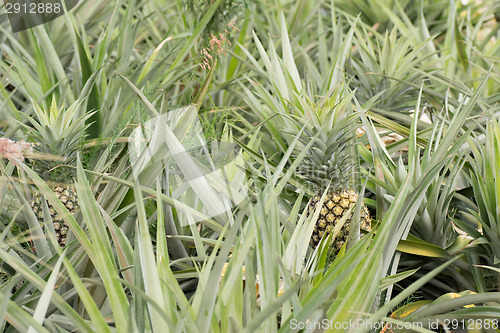 Image of Pineapple farm 