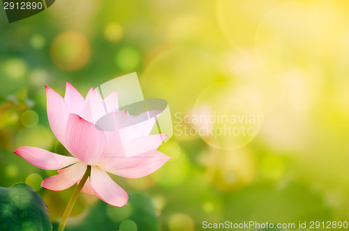 Image of Morning lotus