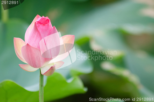 Image of Lotus flower