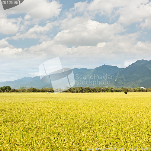 Image of golden paddy rice farm