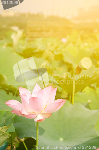 Image of Morning lotus