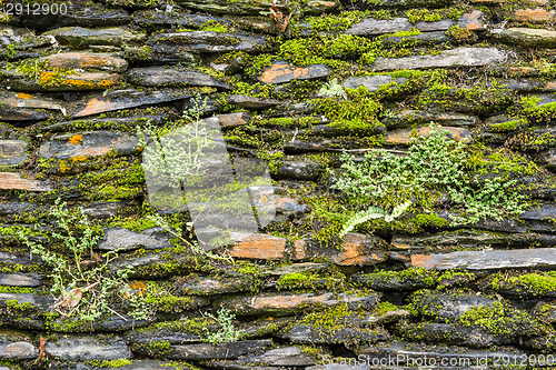Image of Stone wall with green moss